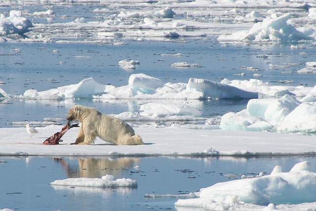 Les ours polaires sont menacés de disparition d ici la fin du siècle